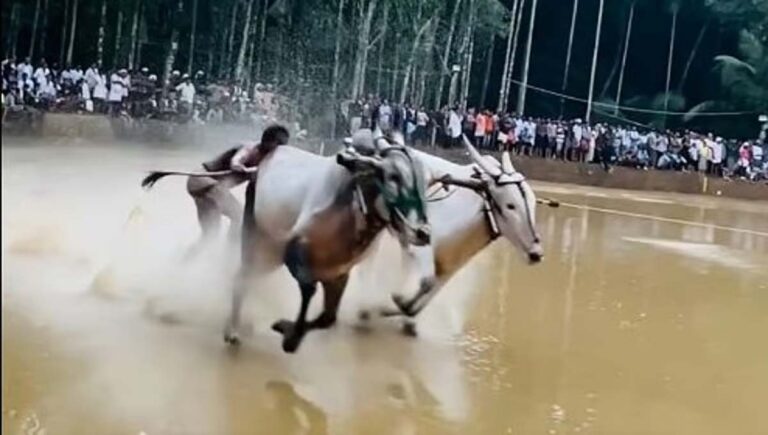 കന്നുപൂട്ട് നിരോധനം : മറികടക്കാന്‍ ജെല്ലിക്കെട്ട് മോഡല്‍ നിയമ ഭേദഗതിക്ക് കേരളം