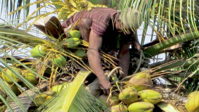 ലക്ഷദ്വീപില്‍ തേങ്ങ പറിക്കാനും നിയന്ത്രണം; 24 മണിക്കൂര്‍ മുമ്പ് അനുമതി വാങ്ങണം