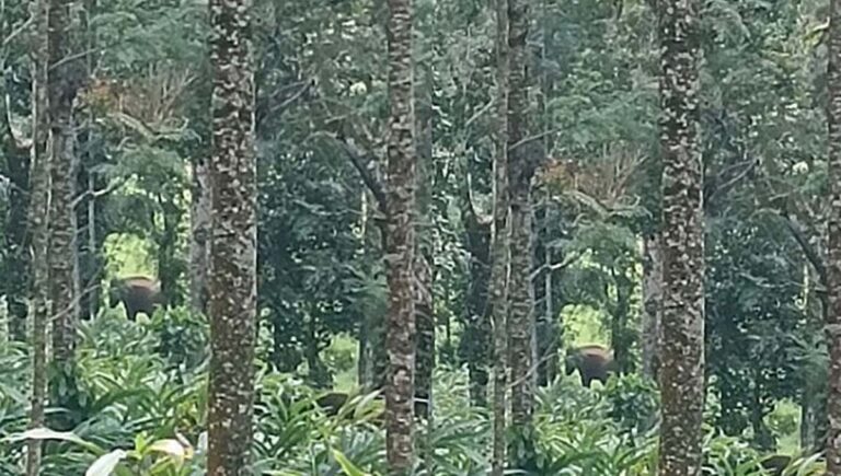 ഇടുക്കിയില്‍ വയോധികന്‍ കാട്ടാന ആക്രമണത്തില്‍ മരിച്ചു