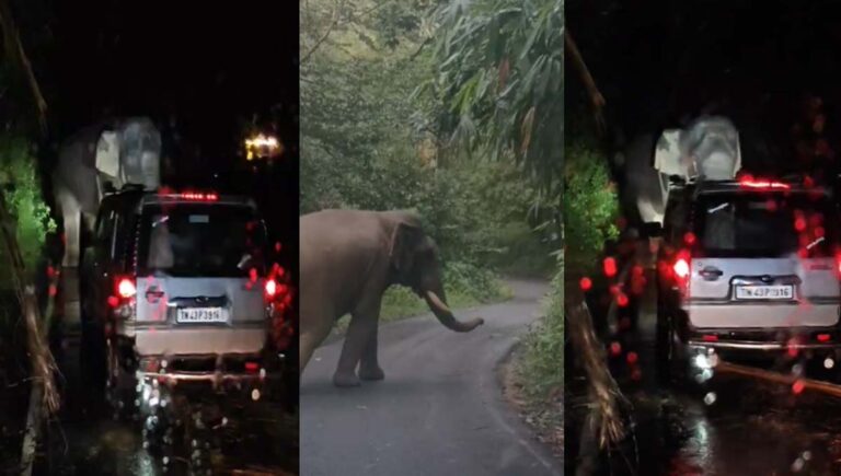 കബാലിയെ പ്രകോപ്പിച്ച സംഭവം; തമിഴ്നാട് സ്വദേശികൾക്കെതിരെ വനം വകുപ്പ് നടപടിയെടുക്കും