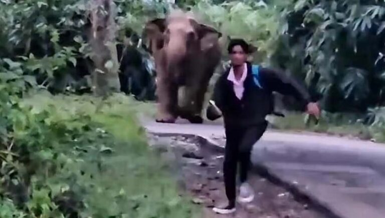 അതിരപ്പിള്ളി റൂട്ടില്‍ വീണ്ടും കാട്ടാനയെ പ്രകോപിപ്പിച്ച് യാത്രക്കാര്‍