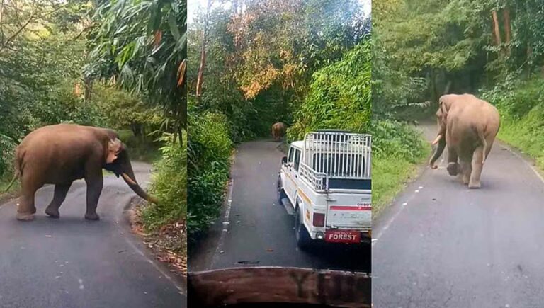 കാട്ടുകൊമ്പൻ കബാലിയെ ഉള്‍ക്കാട്ടിലേക്ക് തുരത്തി; അതിരപ്പിള്ളി റൂട്ടിലെ ഗതാഗതനിയന്ത്രണം മാറ്റി