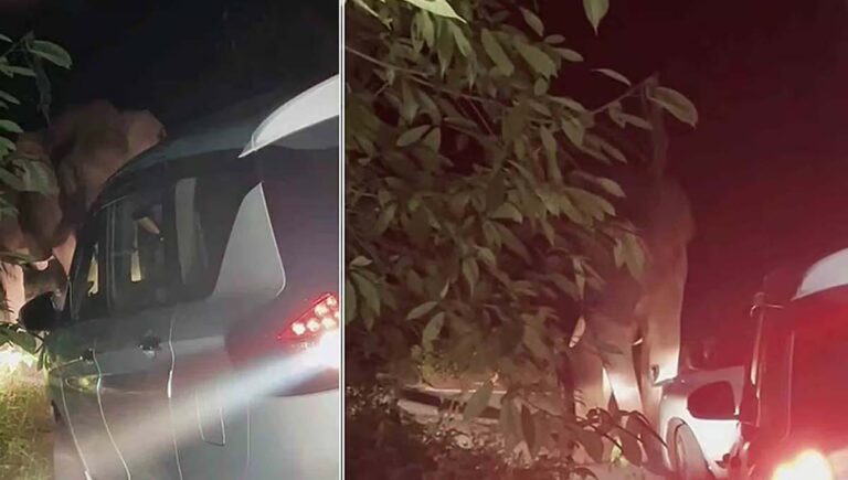 കബാലിക്ക് മദപ്പാട്; അതിരപ്പിള്ളി – മലക്കപ്പാറ യാത്രക്കാര്‍ക്ക് മുന്നറിപ്പ്