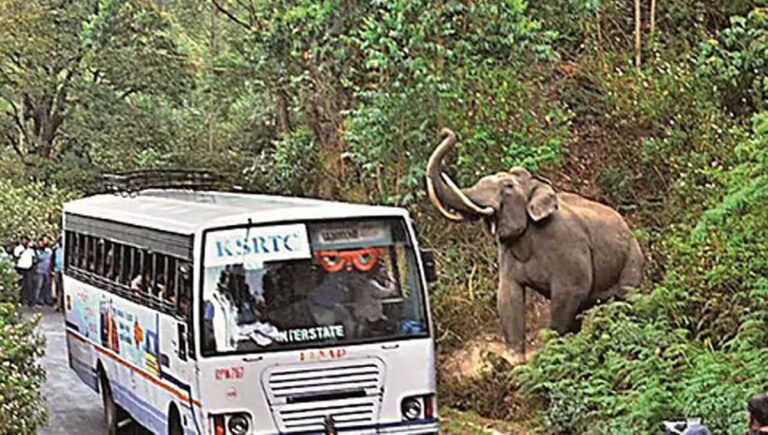വന്യജീവികളുടെ ഫോട്ടോ എടുക്കാൻ ബസ് നിർത്തരുത്; കെഎസ്ആർടിസിക്ക് വനം വകുപ്പിന്റെ മുന്നറിയിപ്പ്