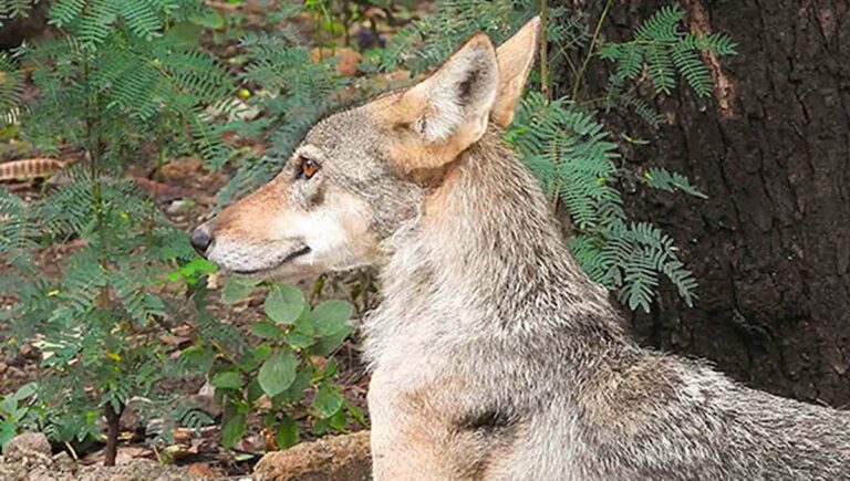 ഡല്‍ഹി നാഷണല്‍ സുവോളജിക്കല്‍ പാര്‍ക്കില്‍ നിന്നും കുറുക്കന്‍മാര്‍ ചാടിപ്പോയതായി റിപ്പോര്‍ട്ട്