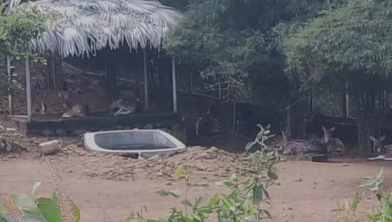 പുത്തൂര്‍ സുവോളജിക്കല്‍ പാര്‍ക്കില്‍ തെരുവുനായ ആക്രമണം; പത്ത് മാനുകള്‍ ചത്തു