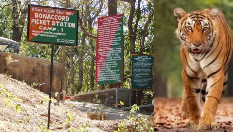 ബോണക്കാട് ഉൾവനത്തിൽ പോയ ഫോറസ്റ്റ് ഉദ്യോഗസ്ഥ അടക്കം മൂന്ന് പേരെ കാണാനില്ല