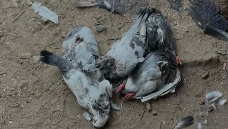 കണ്ണൂരില്‍ വീടിനുപിറകില്‍ സ്ഥാപിച്ച കൂടിന്റെ പൂട്ട് തകര്‍ത്ത് 36 പ്രാവുകളെ കഴുത്തറുത്ത് കൊന്നു