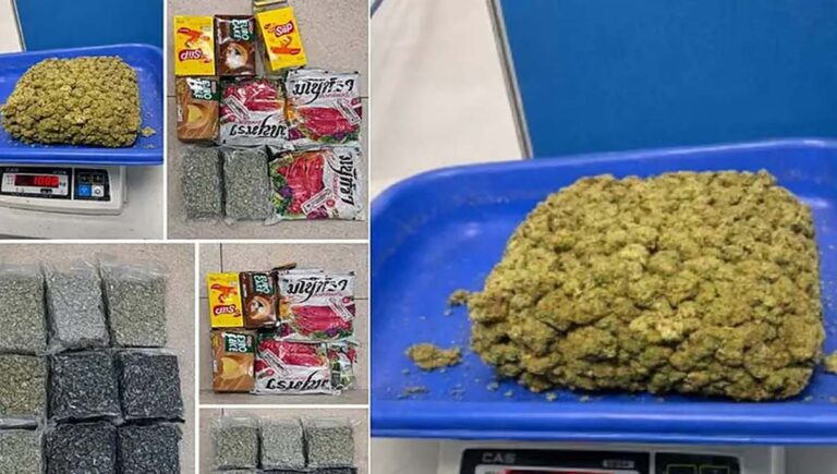 തായ് ലൻഡിൽ നിന്ന് 23 കോടിയുടെ കഞ്ചാവ് കടത്തിയ 6 മലയാളി ടെക്കികൾ ചെന്നൈയിൽ പിടിയിൽ