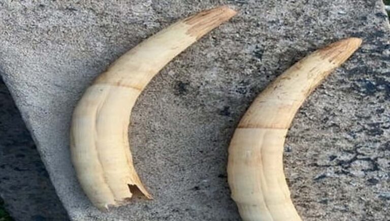 പാങ്ങോട് സൈനിക ക്യാംപില്‍ നിന്ന് രണ്ടുകോടിയുടെ ആനക്കൊമ്പുകള്‍ മോഷണം പോയി