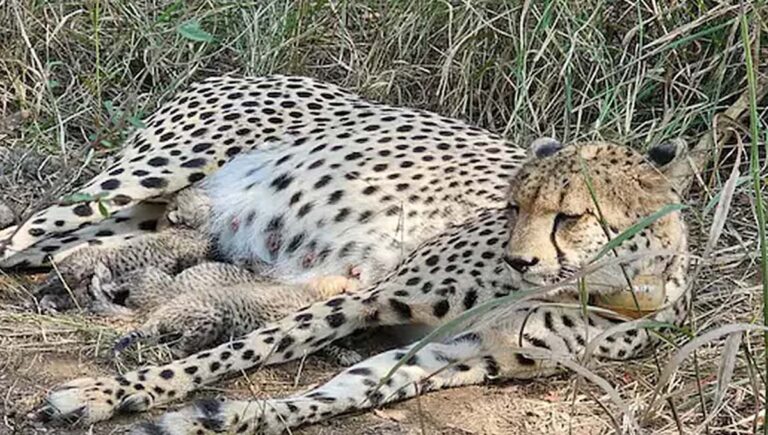 കുനോ ദേശീയോദ്യാനത്തില്‍ ഗാമിനി രണ്ടാമതും മൂന്നു ചീറ്റക്കുഞ്ഞുങ്ങളെ കൂടി പ്രസവിച്ചു