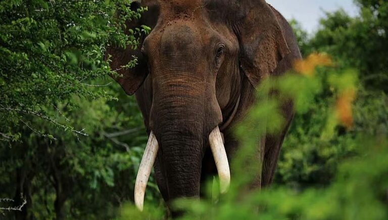 മസിനഗുഡിയിലെ ജനപ്രിയ കാട്ടുകൊമ്പന്‍ റിവാള്‍ഡോ ചെരിഞ്ഞു