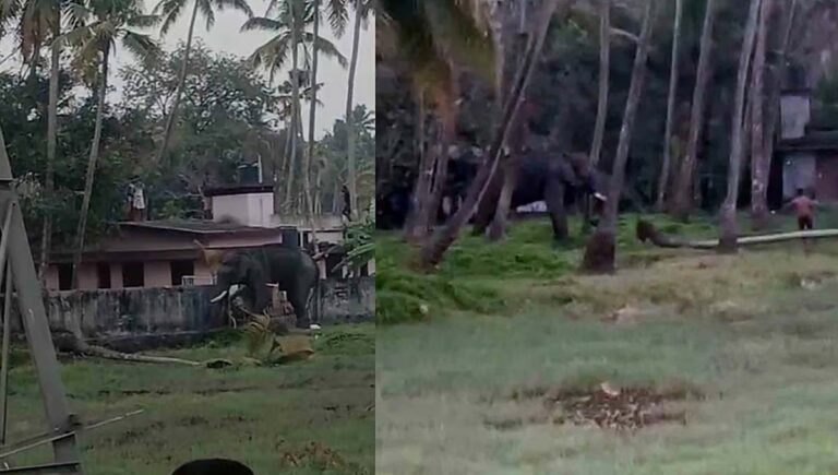 തൃപ്രയാറിൽ ലോറിയില്‍ നിന്ന് ഇറക്കുന്നതിനിടെ ആന ഇടഞ്ഞു; വീടുകളുടെ ഗേറ്റ് തകര്‍ത്തു, തെങ്ങുകള്‍ കുത്തിമറിച്ചു
