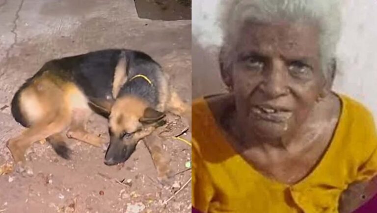 തൃശൂരില്‍ വയോധികയെ കടിച്ചുകൊന്ന നായയെ പിടികൂടി