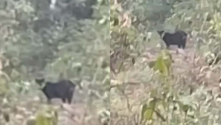 പത്തനംതിട്ടയിൽ കരിമ്പുലി ഭീതിയിൽ നാട്ടുകാർ