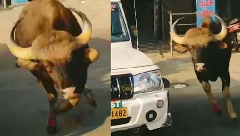 മറയൂര്‍ ടൗണിനെ വിറപ്പിച്ച് കാട്ടുപോത്തിന്റെ പരാക്രമം