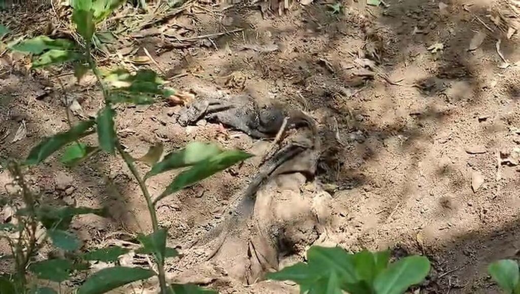 നെടുങ്കണ്ടത്ത് കുഴിച്ചിട്ട നിലയില്‍ ശരീരഭാഗങ്ങള്‍ കണ്ടെത്തി; ഇരട്ടക്കൊലപാതകമെന്ന് സംശയം