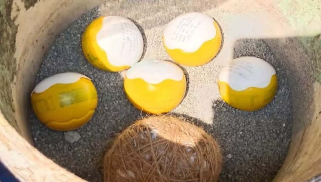 തലശേരിയിൽ അഞ്ച് ഐസ്ക്രീം ബോംബുകളും ഒരു നാടൻ ബോംബും കണ്ടെത്തി