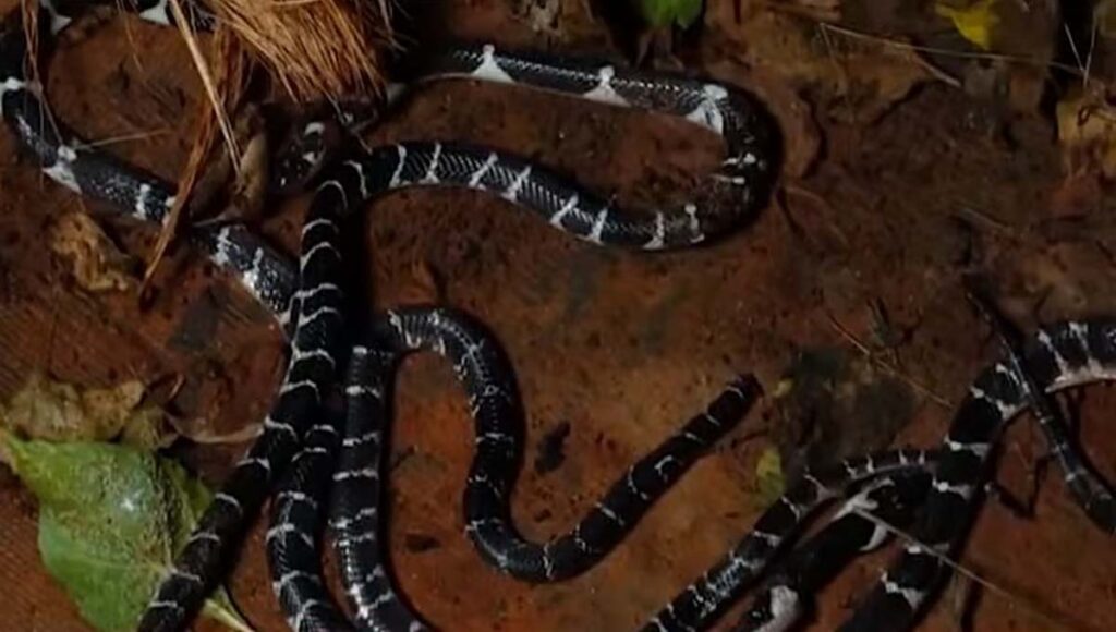 കുറ്റ്യാടിയില്‍ ഒരു വീട്ടില്‍ നിന്നും അഞ്ച് വെള്ളിക്കെട്ടനെ പിടികൂടി