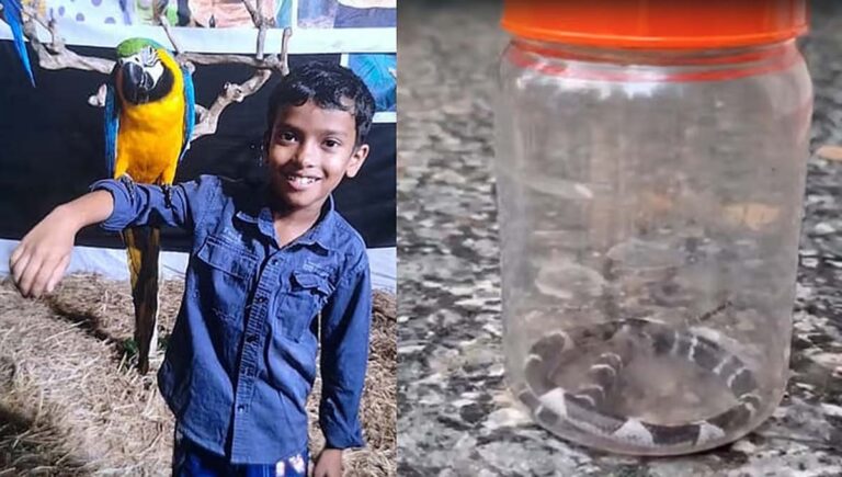 കോടാലിയില്‍ പാമ്പ് കടിയേറ്റ പത്തുവയസുകാരന്‍ അനോഷിന്റെ ആരോഗ്യനിലയില്‍ പുരോഗതി