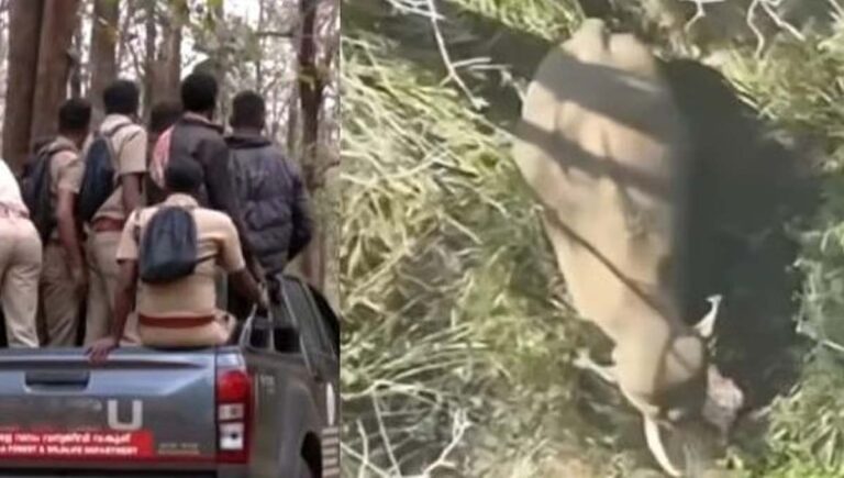 വടക്കനാടുകാർക്ക് ആശ്വാസം; മുട്ടിക്കൊമ്പനെ മയക്കുവെടി വെച്ചു