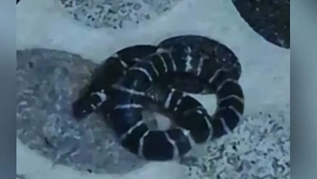 പേരാമ്പ്രയിൽ യുവതിക്ക് വീടിനുള്ളിൽ വെച്ച് പാമ്പുകടിയേറ്റു