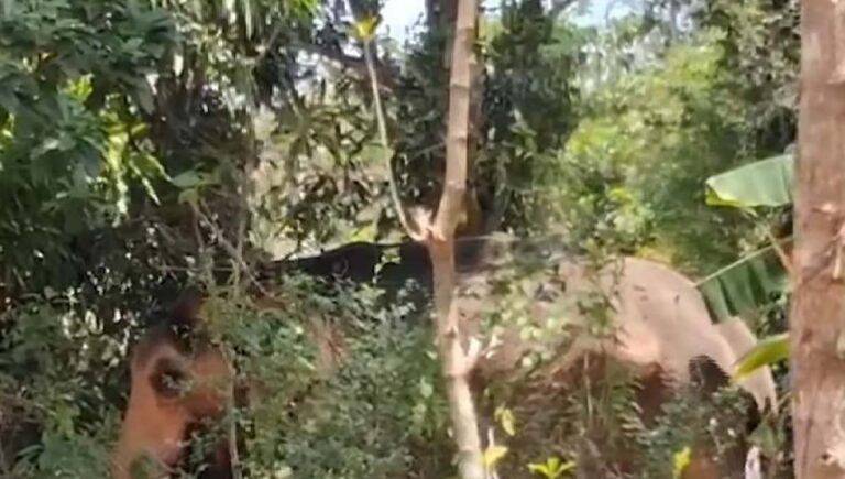 പാലക്കാട് കോങ്ങാട് ക്ഷേത്രത്തിലെ ഉത്സവത്തിനിടെ ആന ഇടഞ്ഞു; പാപ്പാനെ ചവിട്ടിക്കൊന്നു