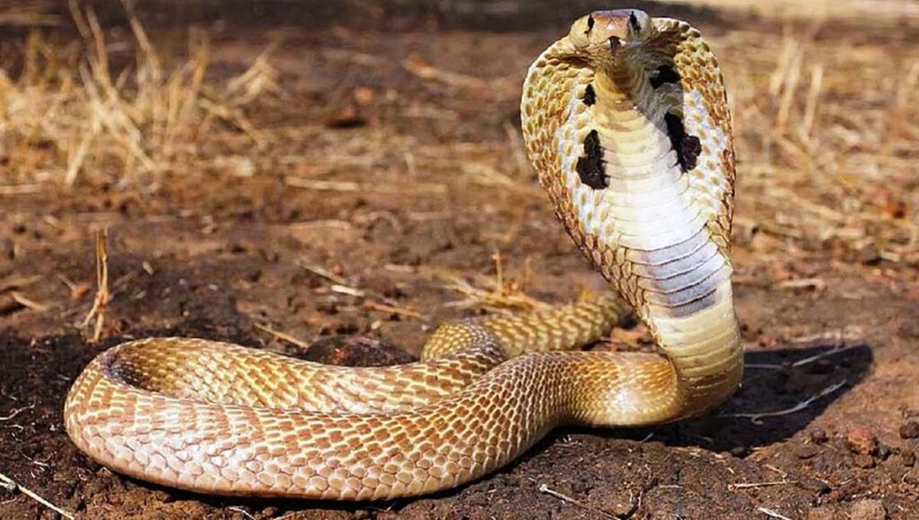 പൂനൂരില്‍ 22 കാരനും കിളിമാനൂരില്‍ യുവതിക്കും പാമ്പുകടിയേറ്റു