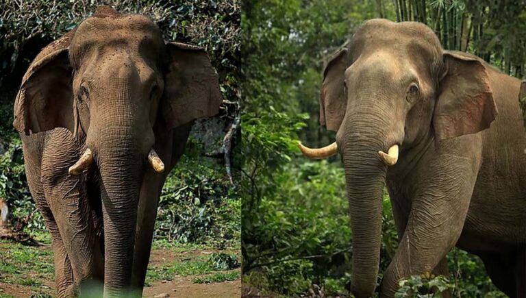 നെല്ലിയാമ്പതിക്കാരുടെ പ്രിയങ്കരനായ കാട്ടാന ചില്ലിക്കൊമ്പൻ ചരിഞ്ഞു