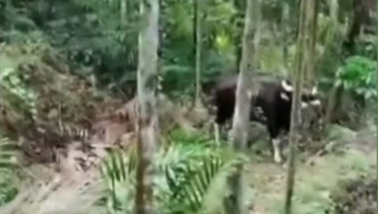 കു​റ്റ്യാ​ടിയി​ലെ ജ​ന​വാ​സ​മേ​ഖ​ല​യി​ൽ ഭീ​തി​പ​ര​ത്തി കാ​ട്ടു​പോ​ത്ത്
