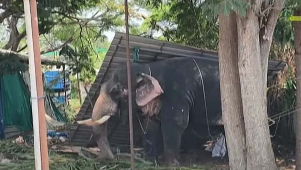 കൂടല്‍മാണിക്യം ക്ഷേത്രത്തില്‍ ഉത്സവത്തിനെത്തിച്ച ആന ഇടഞ്ഞു; പാപ്പാനെ ചവിട്ടിക്കൊന്നു