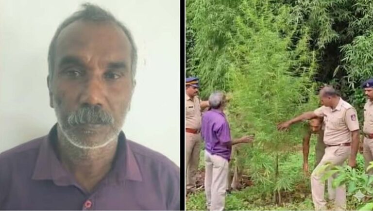വയനാട് വീട്ടുവളപ്പില്‍ വളര്‍ത്തിയ കഞ്ചാവ് ചെടി എക്‌സൈസ് പിടികൂടി
